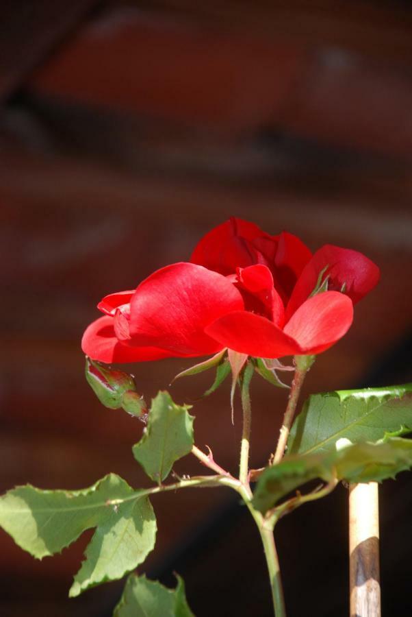 Bed and Breakfast La Cascina Aglie Екстер'єр фото